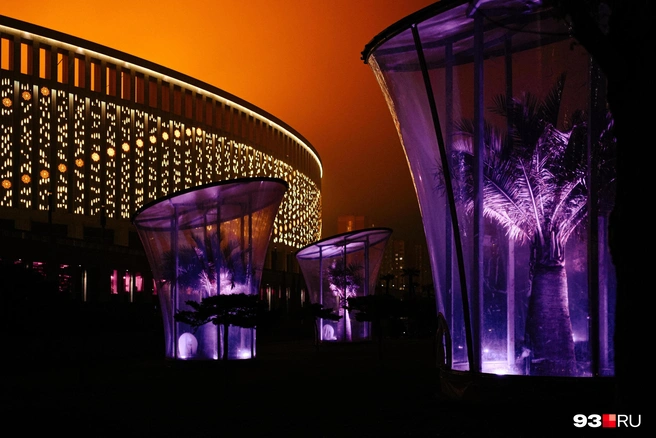 Пальмы возле стадиона | Источник: Дарья Паращенко / 93.RU