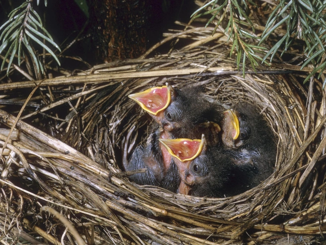 Птенцы обыкновенной овсянки (Emberiza citrinella) | Источник: Blickwinkel via Legion Media