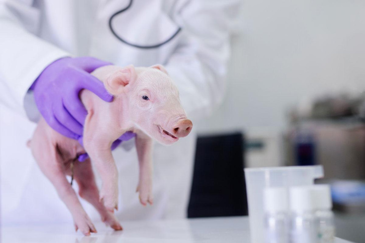 Когда людям начнут пересаживать свиные органы?
