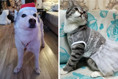 Пермские питомцы примерили новогодние костюмы