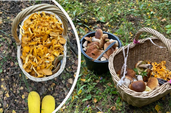 После «сезона доджей» в лесах Подмосковья произошел грибной бум | Источник: Алена Соловьева / Павел Сидоров / Грибы в Подмосковье 2025 / VK.com