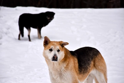 Chelyabinsk Residents Complain of Aggressive Stray Dogs in Park
