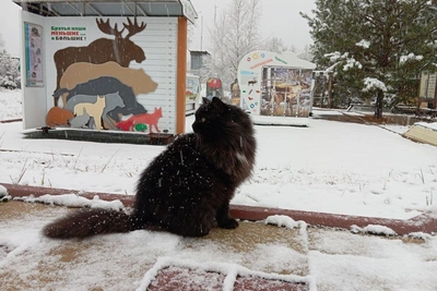 У кота Филимона в Керженском заповеднике появился конкурент