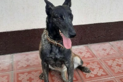 Собака-кинолог помогла найти гранаты в Пригородном районе