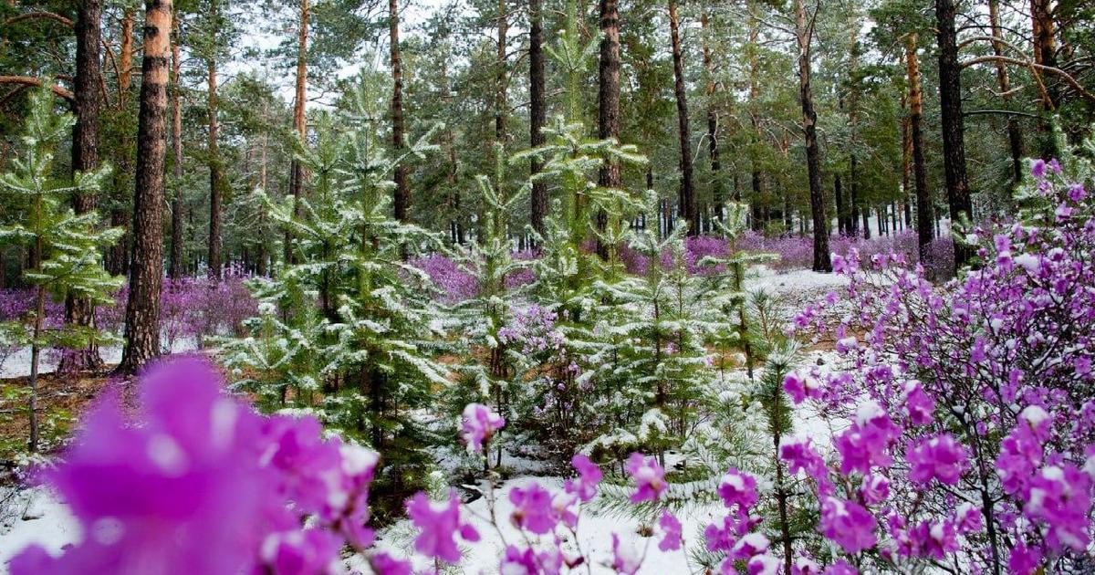 Природа забайкалья фото Эти герои не носят плащи: 3 выдающихся человека, которые прославили Забайкальски