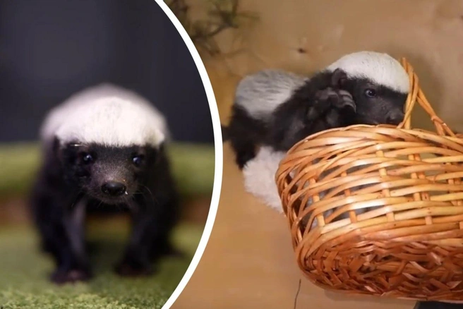 Ранее в зоопарке сообщали, что медоед живет в одном из кабинетов | Источник: Новосибирский зоопарк / Telegram