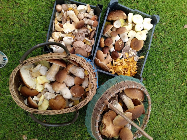 Урожай белых грибов, собранный в Егорьевском районе | Источник: Ирина Дубинина / Грибы в Подмосковье 2025 / VK.com