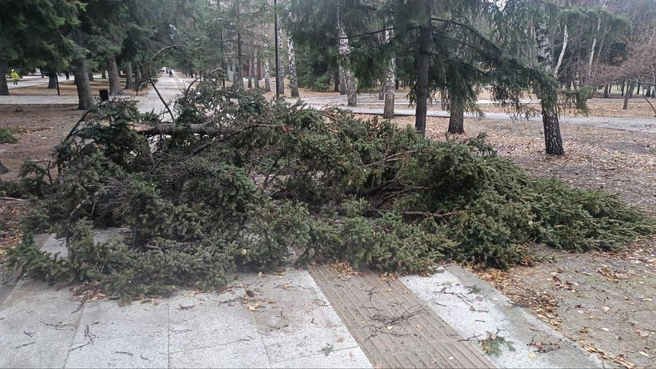 Инцидент произошёл сегодня днём | Источник: СУ СК России по Новосибирской области