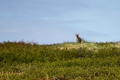 Песец под критической угрозой исчезновения в Мурманской области
