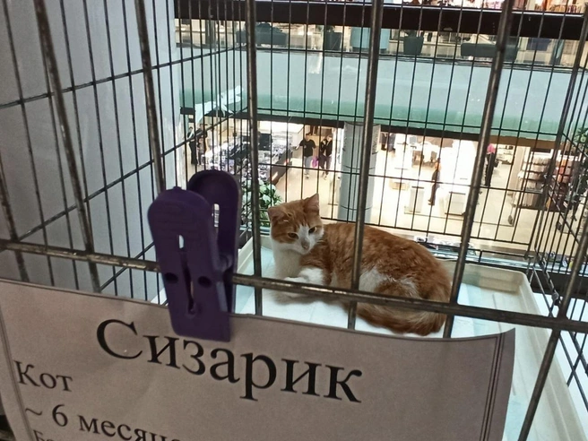 Малыш Сизарик чуть наклоняет голову набок