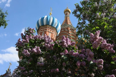 Сирень цветет в Москве: фоторепортаж из центра