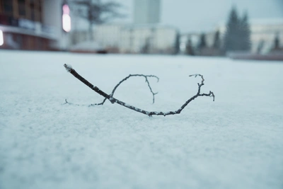 Погода в Архангельской области на неделе: ветер и снег