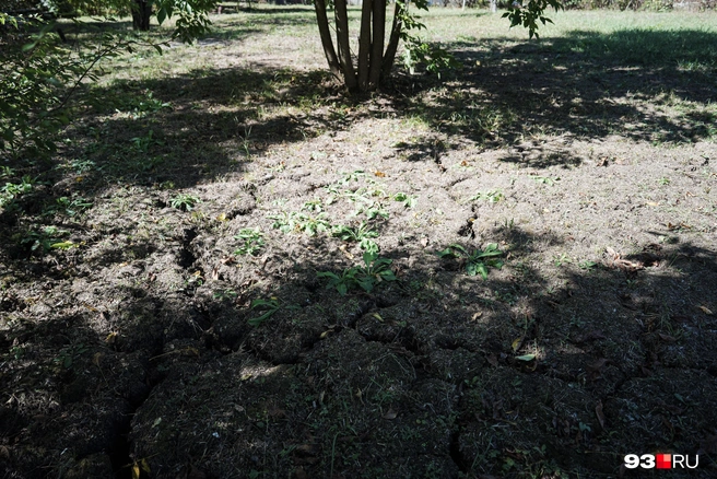 Земля во дворах вся в трещинах. В зазоры с легкостью помещается кулак | Источник: Дарья Паращенко / 93.RU