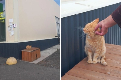 В Прикамье для брошенных котят построили домик