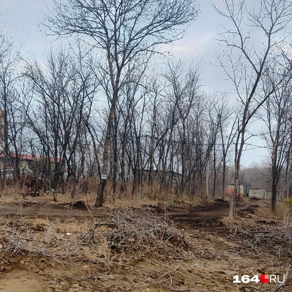 Источник: Сергей Гендин / 164.RU