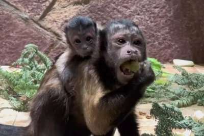 В Петербурге у капуцинов родился детеныш