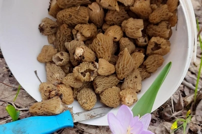 Саратовцы собирают грибы ведрами в начале сезона