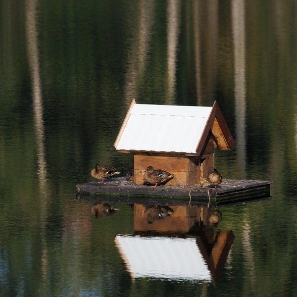 На озере для уток застройщик установил домики | Источник: ГК «Брусника»