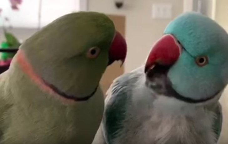 Вирусное видео, на котором два попугая разговаривают как люди