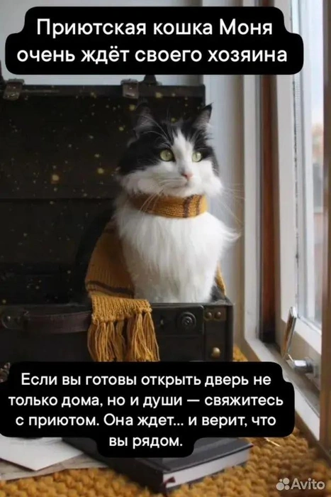 Обработка от паразитов сделана, кошечка ладит с другими животными | Источник: Авито