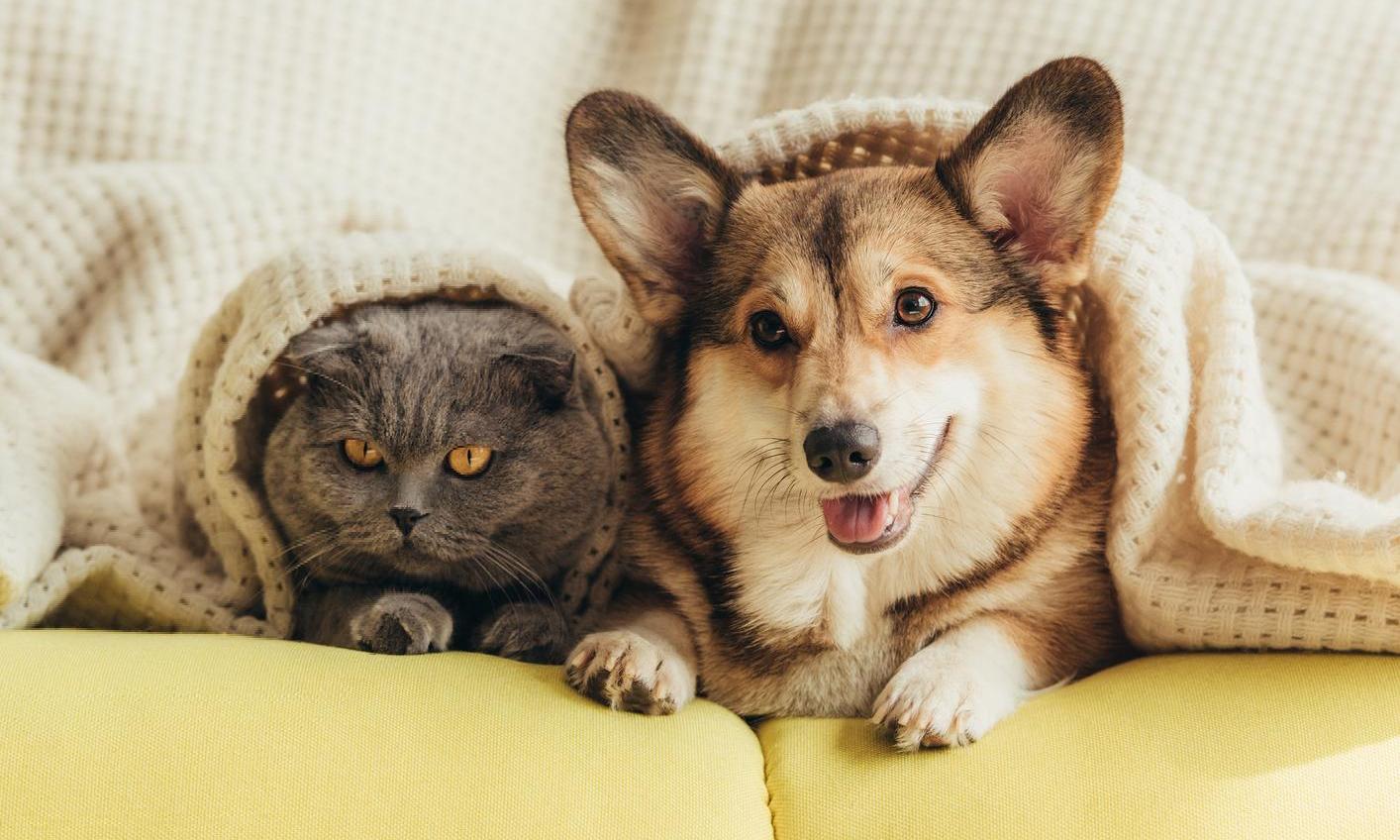 Кто «умнее»: кошки или собаки? Причины, опровергающие стереотипы