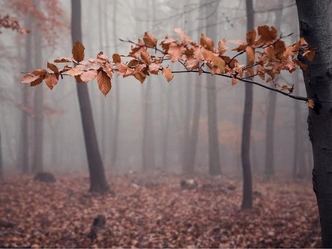 Тест: Какой вы осенний период? | Источник: KaKos123/Shutterstock/Fotodom.ru