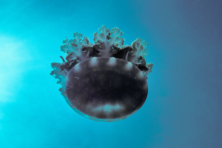 Искусственную человеческую кожу предложили создать с помощью медузы