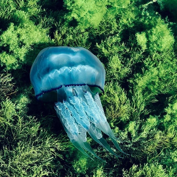 Источник: Бельбекская долина. Крым / Vk.com