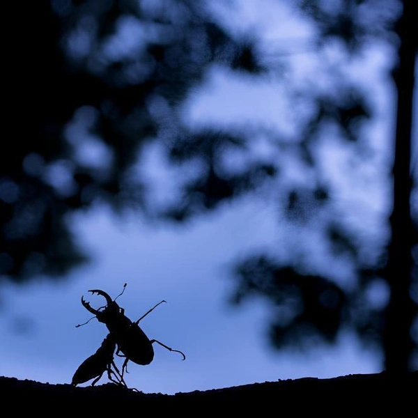 «Рогатые борцы» | Источник:  Edwin Giesbers / Close-up Photographer of the Year 2020