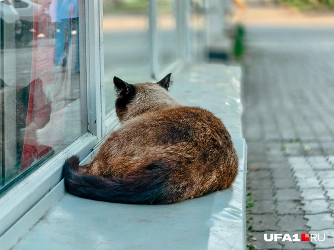 Спокойной ночи, то есть дня | Источник: Булат Салихов / UFA1.RU