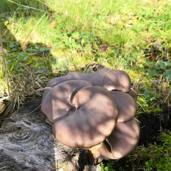 Под Коломной также можно встретить ценные экземпляры  | Источник: Тома Ильяшенко / Грибы в Подмосковье 2025 / VK.com