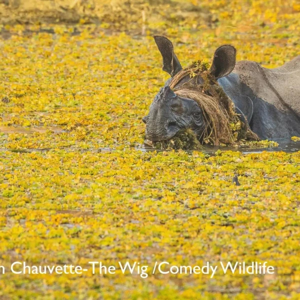 Источник: Nikon Comedy Wildlife Awards