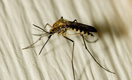 Кого чаще всего кусают комары и как от них спрятаться