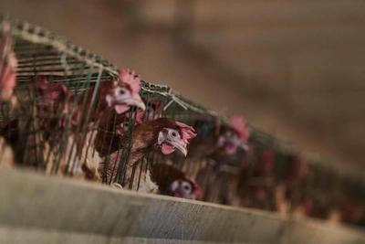 Нерюнгринская птицефабрика может обанкротиться из-за долгов