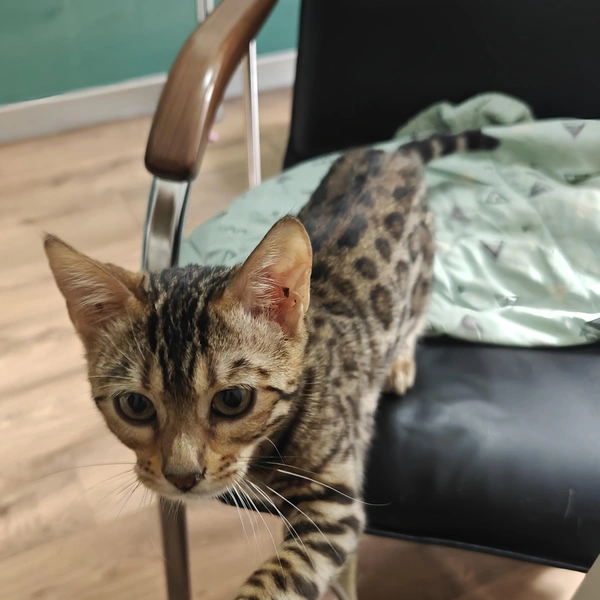 Котенок очень любопытный | Источник: читатель 59.RU Андрей