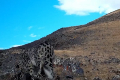 Ирбис запечатлен на видео в Алтайских горах