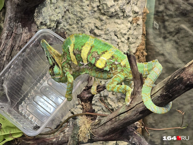 Скоро кто-то поест | Источник: Семен Коротов-Майбах / 164.RU