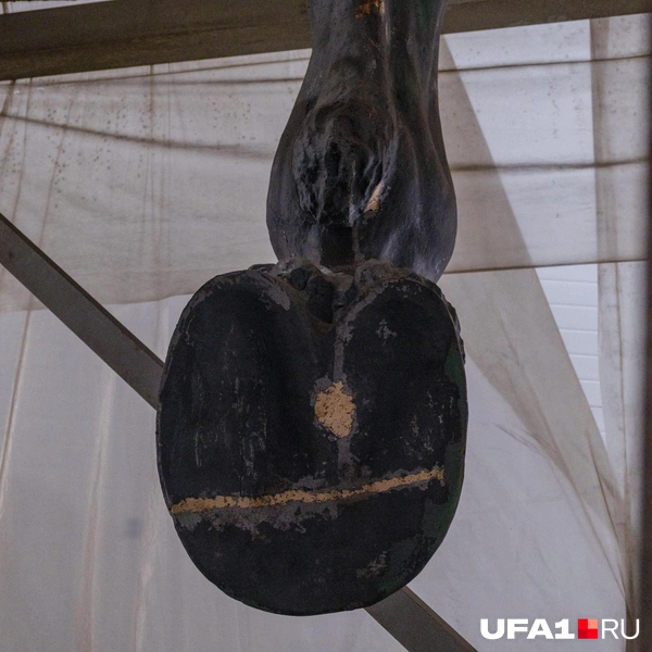 Копыто коня | Источник: Булат Салихов / UFA1.RU