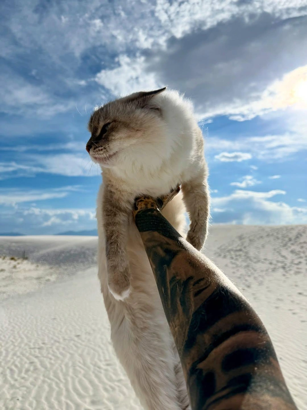 Та самая кошка в миграции | Источник: _evmoshkova// Instagram (экстремистская организация, деятельность запрещена на территории РФ