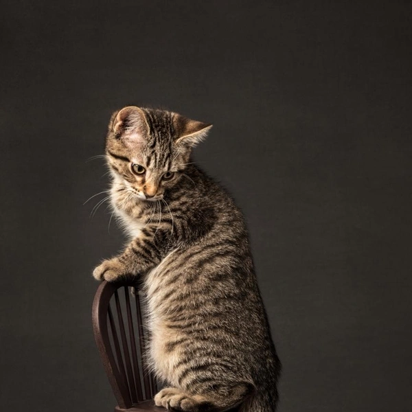 «А-а-а, мышь!» | Источник: Annie Ballantine / Siena Creative Photo Awards 2020