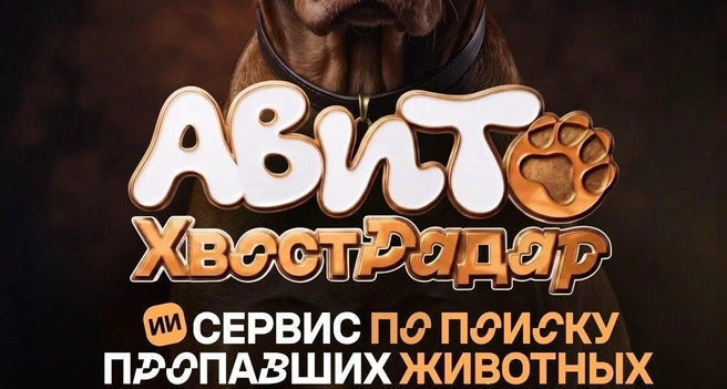 Задача сервиса «ХвостРадар»&nbsp;— увеличить шанс обнаружить потенциальные совпадения в первые часы после пропажи | Источник: пресс-служба Авито