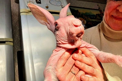 Hairless rabbit Dobby: born, survived, became father