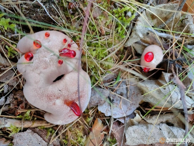 Источник: Михаил Огнев / «Фонтанка.ру»