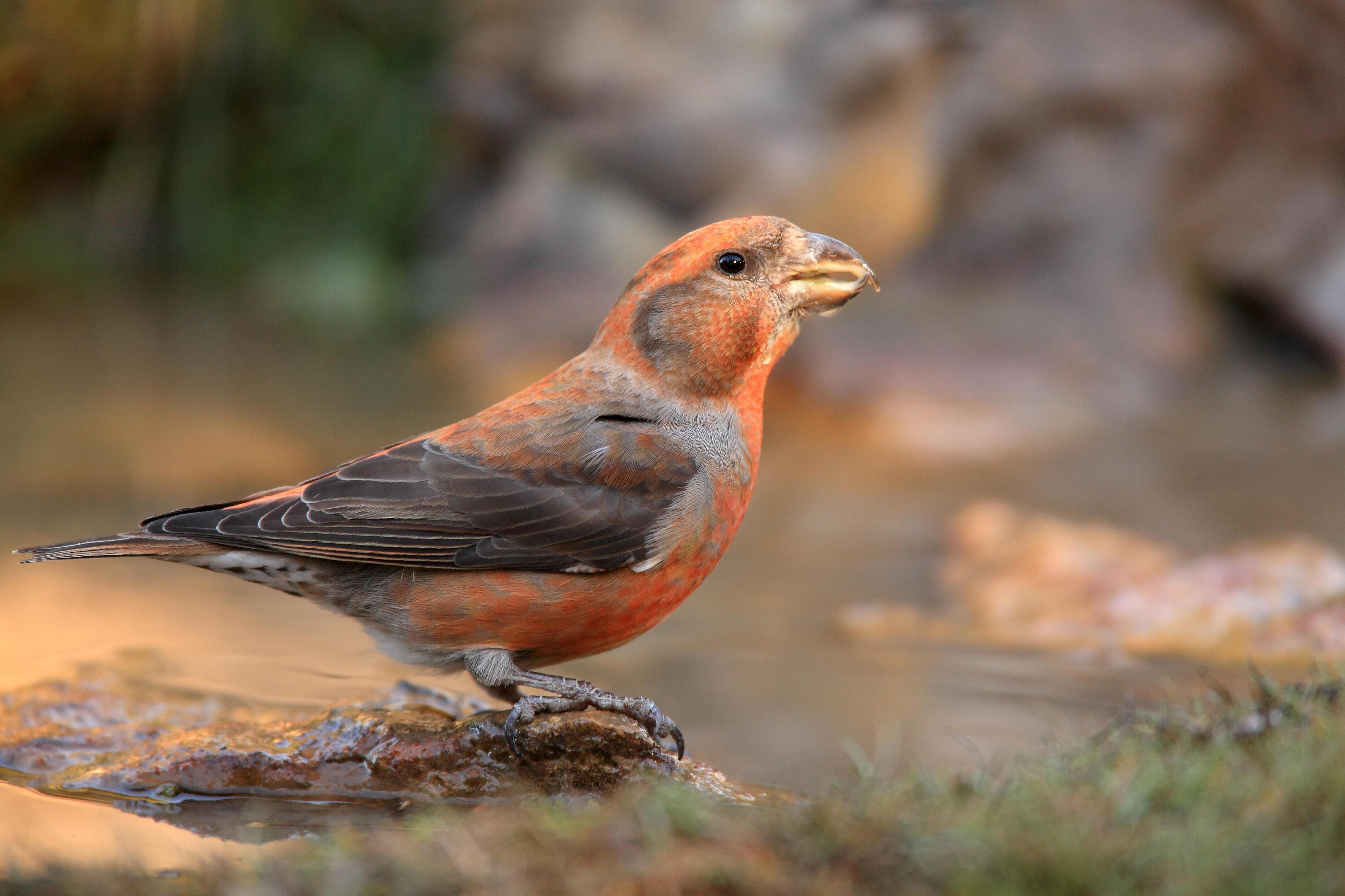 Клест: как выглядит эта птица, где живет, фото и описание вида | Вокруг  Света