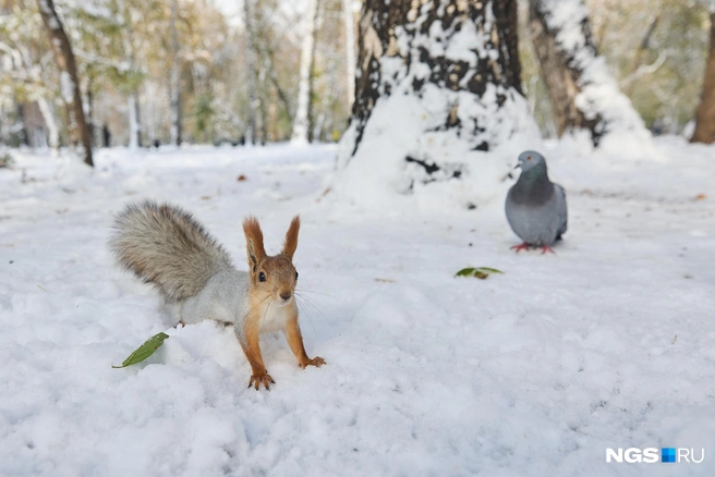 Голуби не уступают белкам в желании чем-нибудь поживиться | Источник: Александр Ощепков / NGS.RU