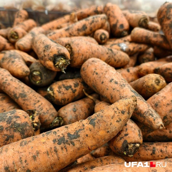 Источник: Булат Салихов / UFA1.RU