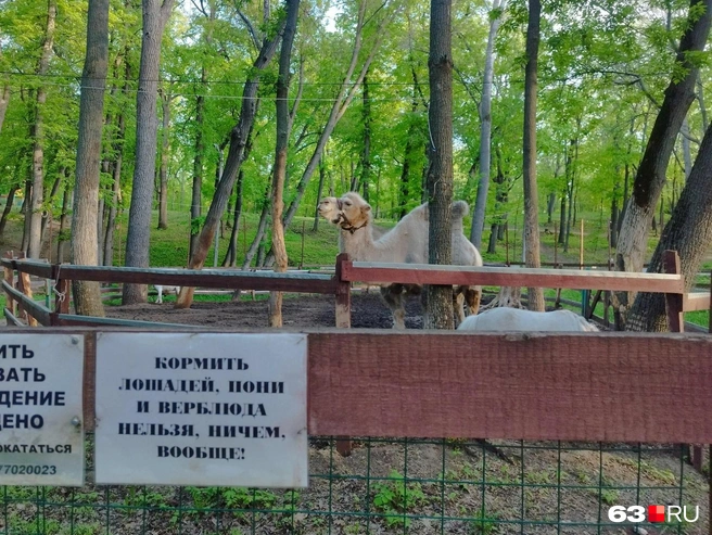 Интерес к верблюду так велик, что на ограждении даже разместили предупреждение, что кормить его не надо, ничем | Источник: Александра Исмайлова / 63.RU