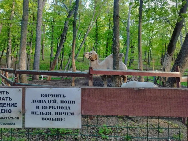 Интерес к верблюду так велик, что на ограждении даже разместили предупреждение, что кормить его не надо, ничем | Источник: Александра Исмайлова / 63.RU