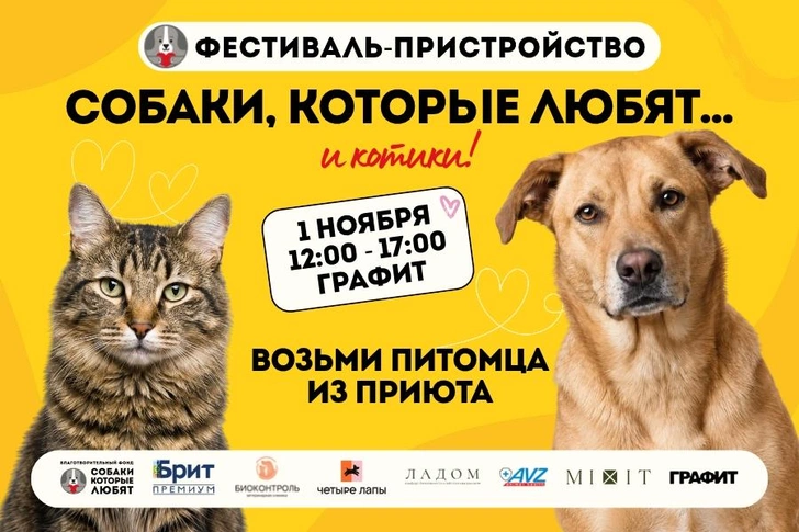 Котопёс недели: возьмите из приюта собаку-очароваку Хлою или кошку-плюшку Агнию | maximonline.ru