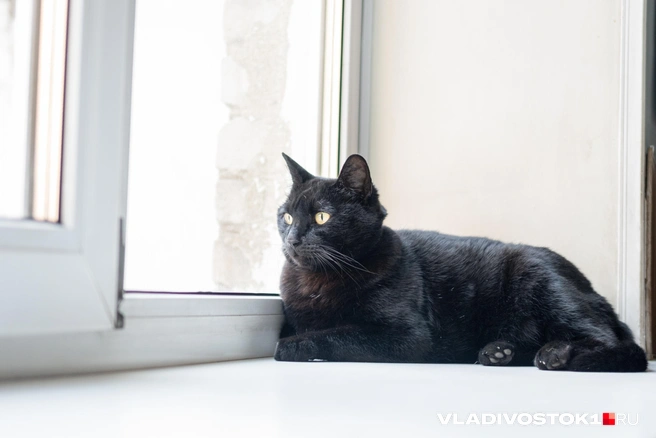 В этот момент за окном показался упитанный ворон, прямо на глаза Маси. Она затрещала кошачьим звуком, напоминающим громкое стрекотание. Еще бы! Кто-то осмелился вальяжно гулять по территории | Источник: Елена Буйвол / VLADIVOSTOK1.RU